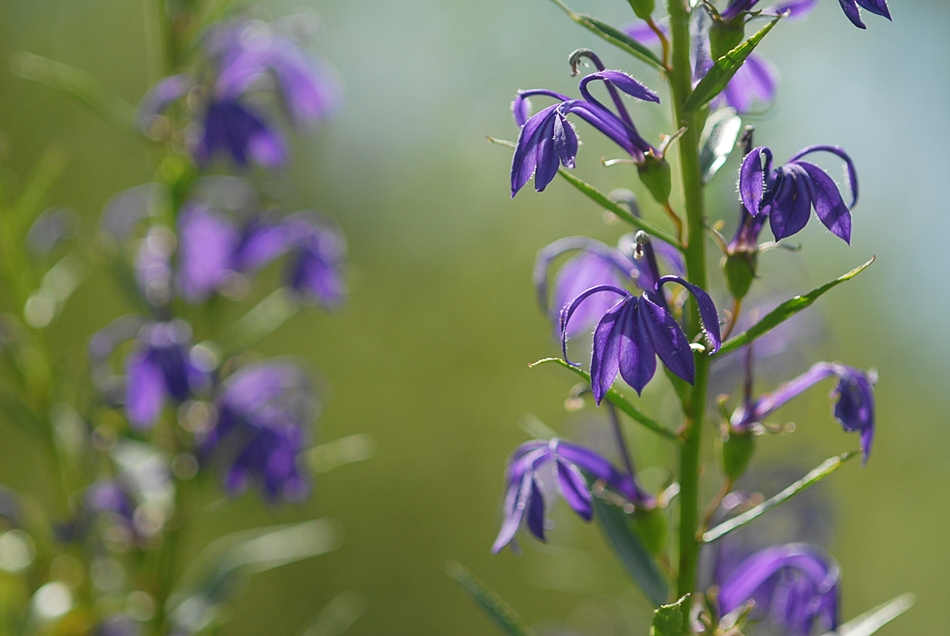Lobelia sessilifolia1.JPG