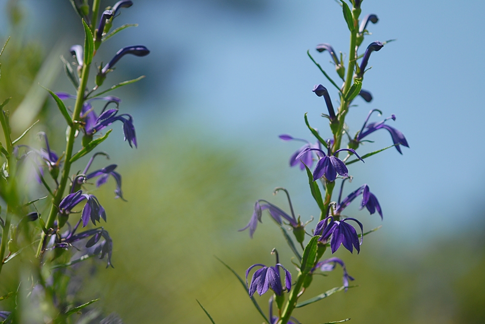 Lobelia sessilifolia2.JPG