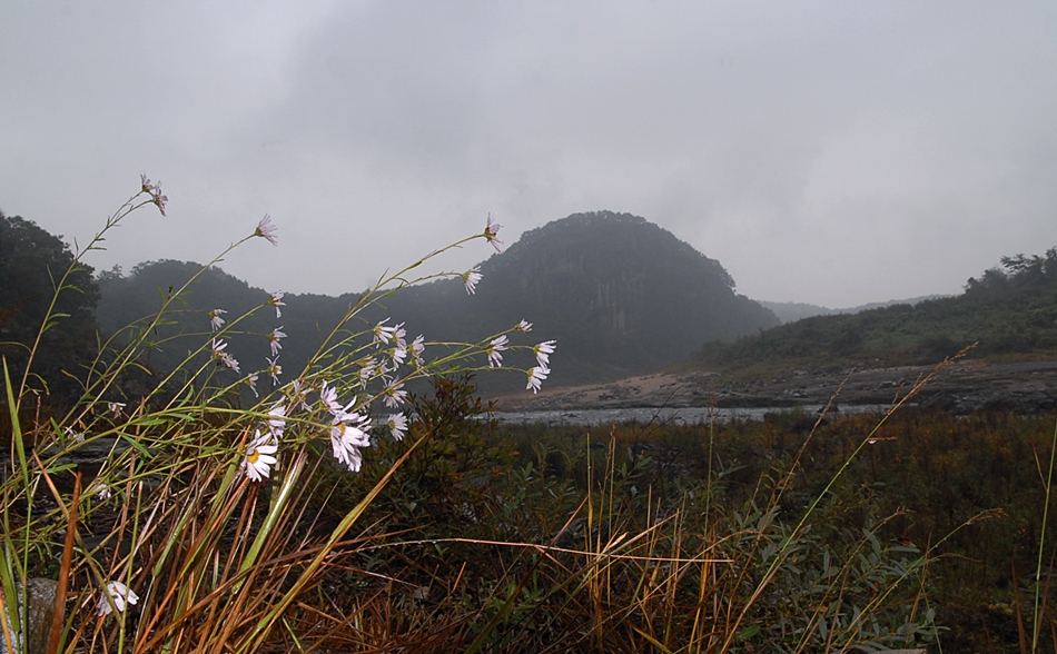 Dendranthema zawadskii7.JPG