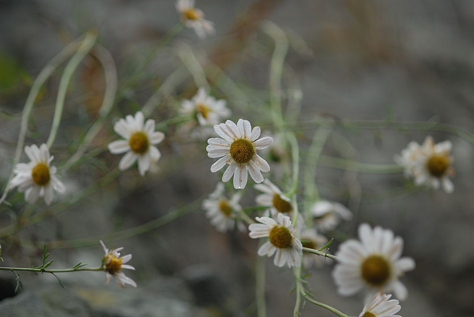 Dendranthema zawadskii6.JPG