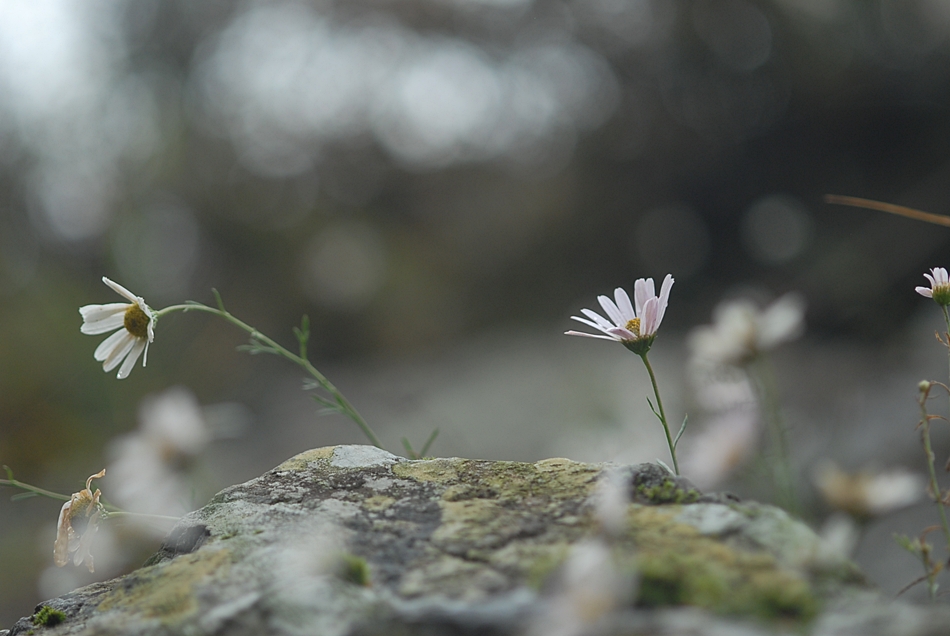 Dendranthema zawadskii5.JPG