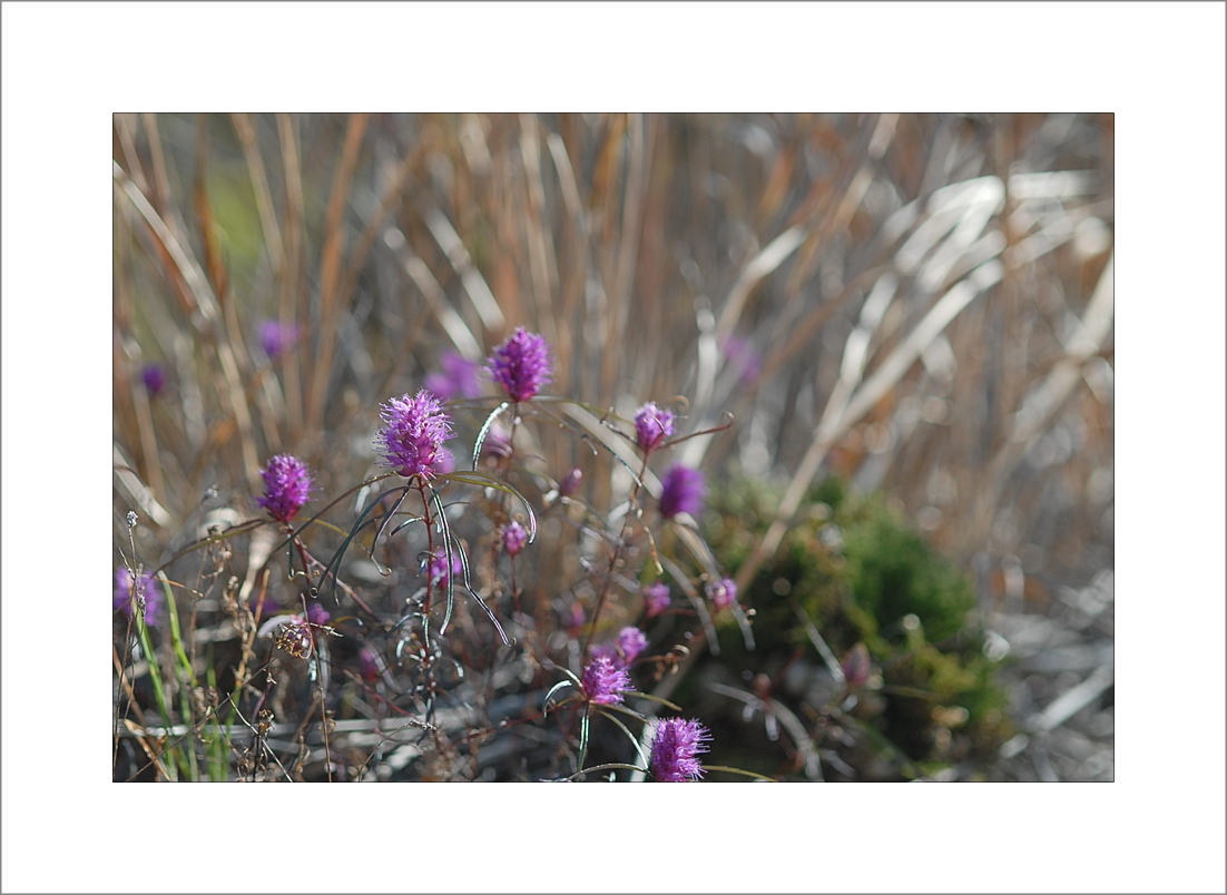 Elsholtzia angustifolia2.JPG