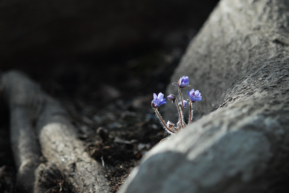 Hepatica asiatica8.JPG