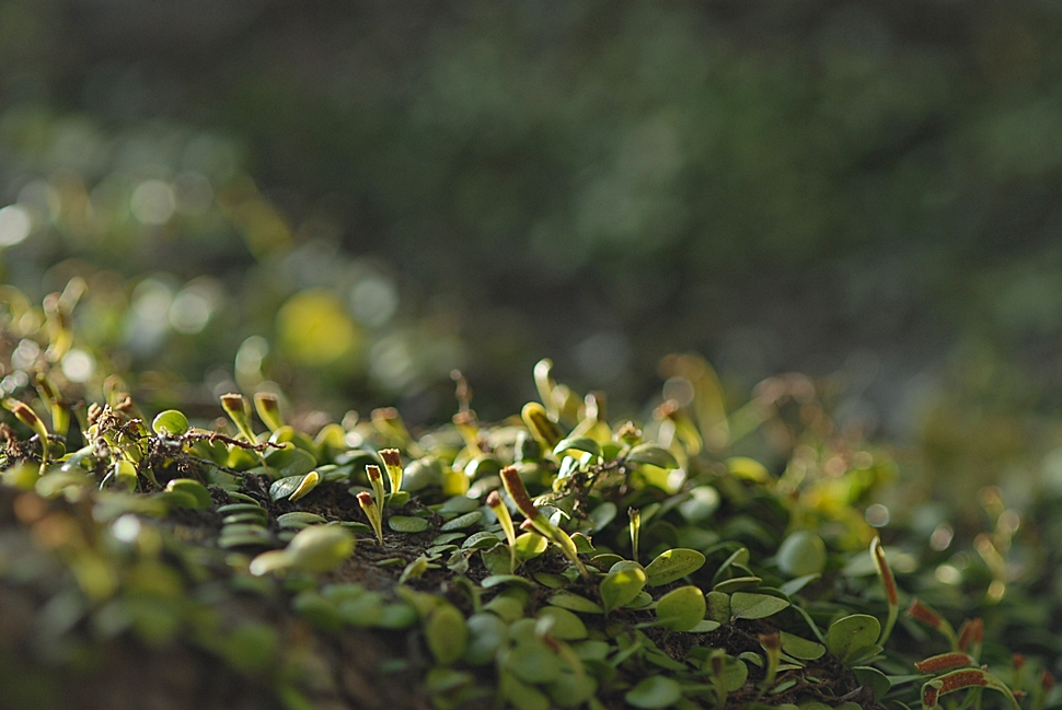Lemmaphyllum microphyllum3.JPG