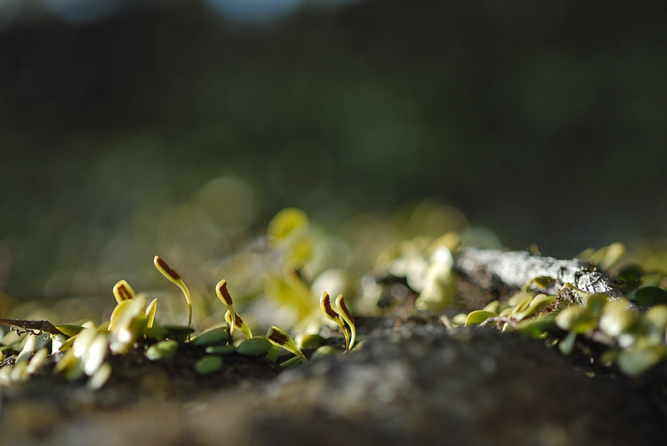 Lemmaphyllum microphyllum1.JPG