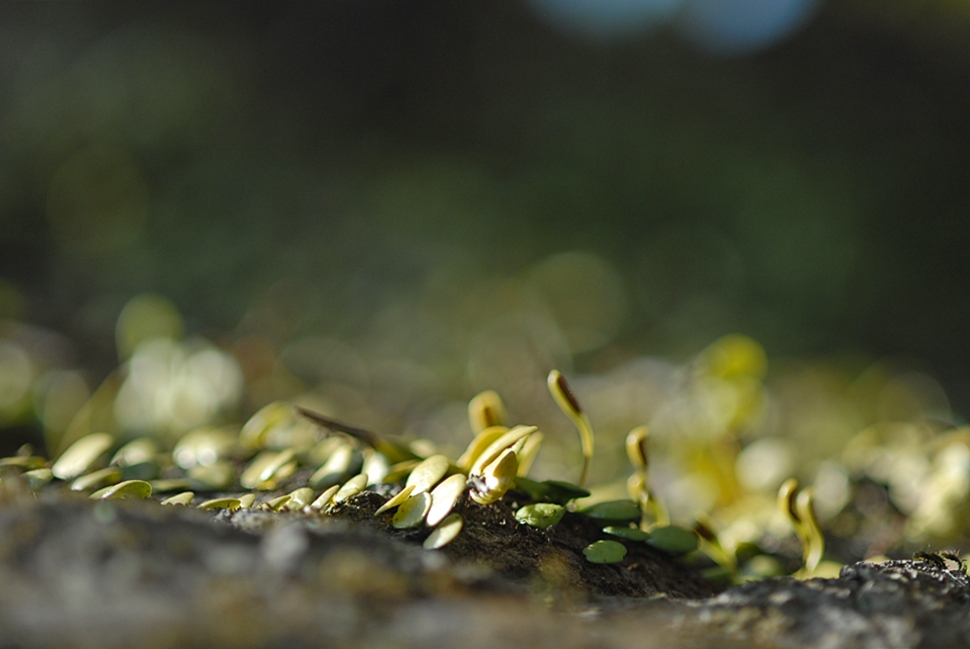Lemmaphyllum microphyllum2.JPG