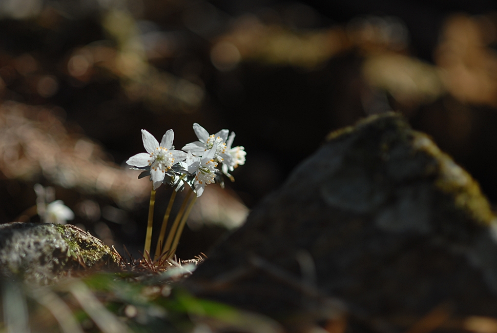 Eranthis stellata1.JPG