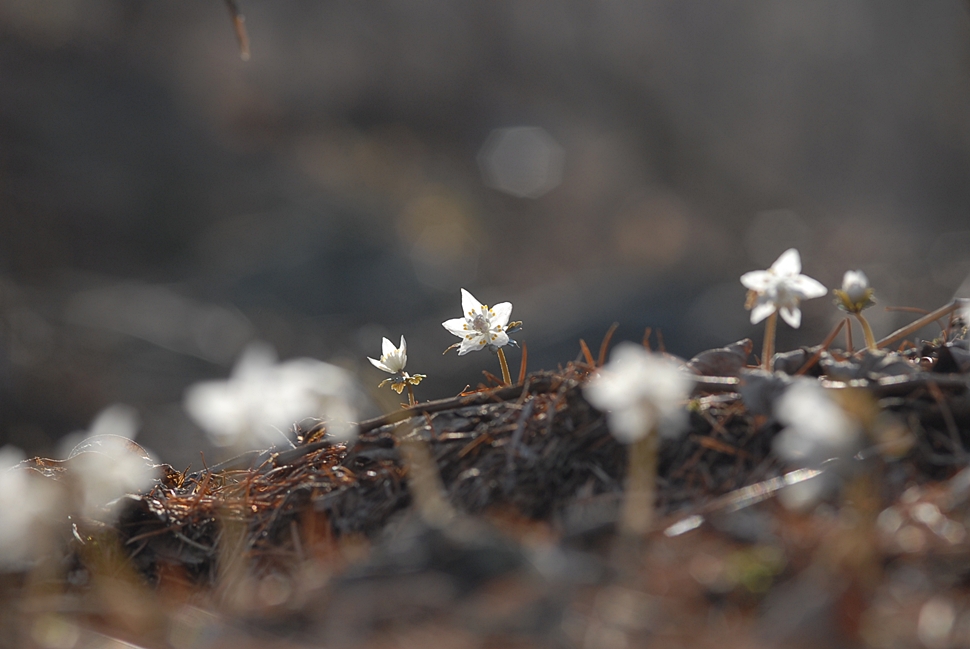 Eranthis stellata3.JPG