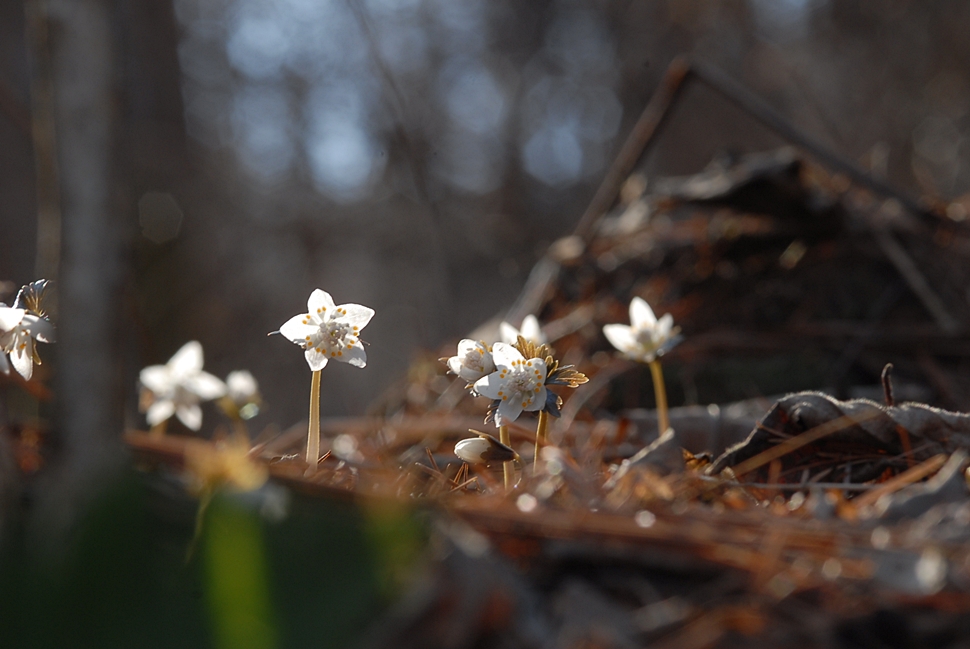 Eranthis stellata2.JPG