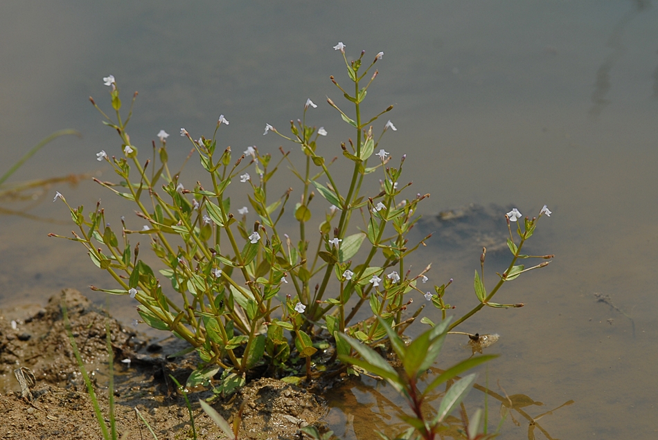 Lindernia procumbens1.JPG