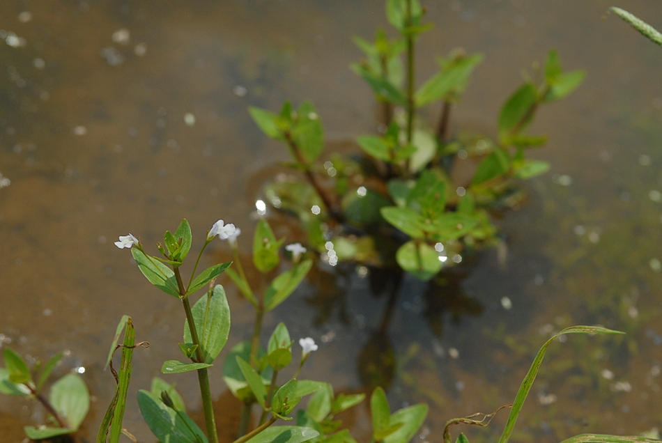 Lindernia procumbens3.JPG