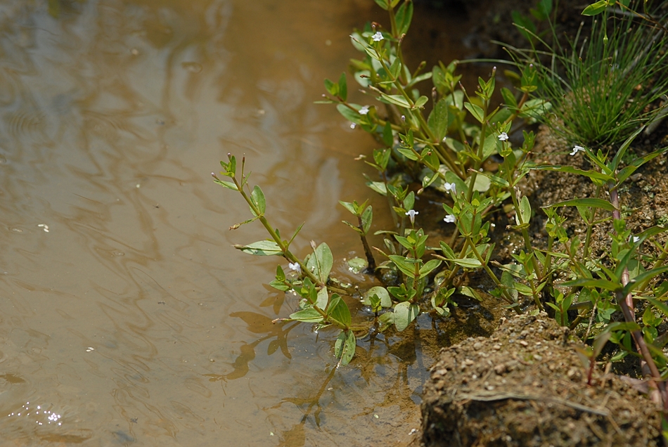 Lindernia procumbens2.JPG