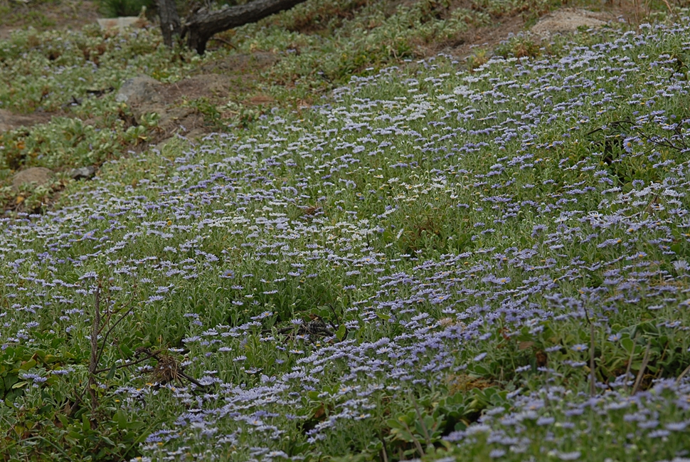 Aster sphathulifolius3.JPG