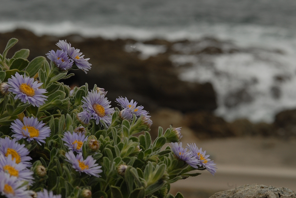 Aster sphathulifolius1.JPG