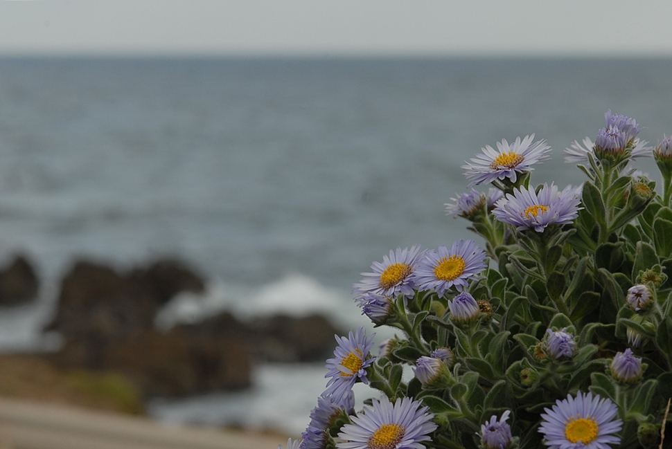 Aster sphathulifolius1-1.JPG