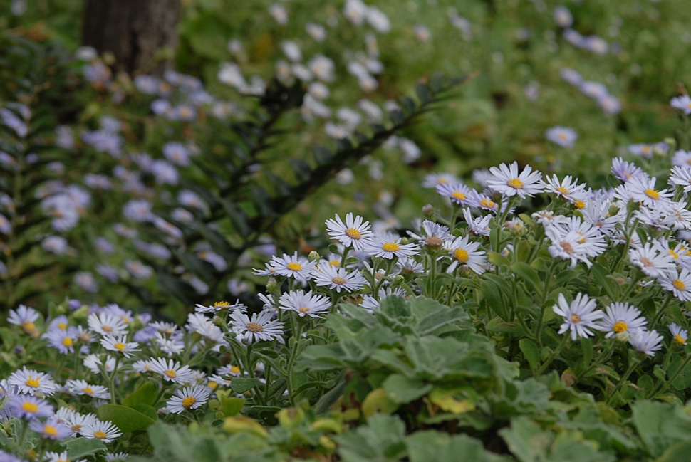 Aster sphathulifolius2.JPG