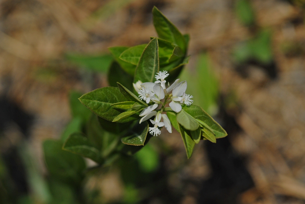 Polygala japonica2.JPG