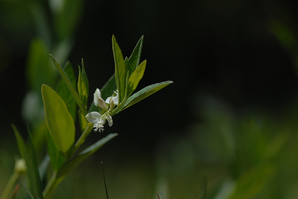 Polygala japonica1.JPG