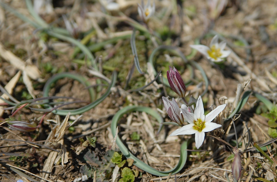 Tulipa edulis3.JPG