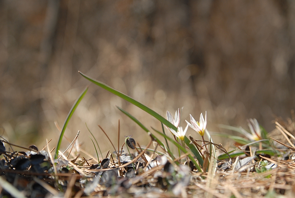 Tulipa edulis4.JPG