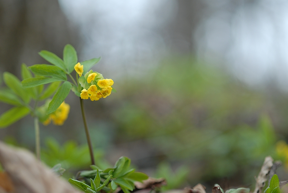 Leontice microrhyncha1.JPG