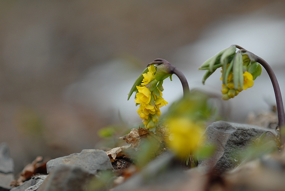 Leontice microrhyncha3.JPG