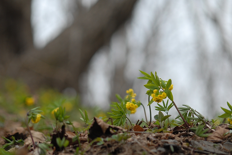 Leontice microrhyncha4.JPG