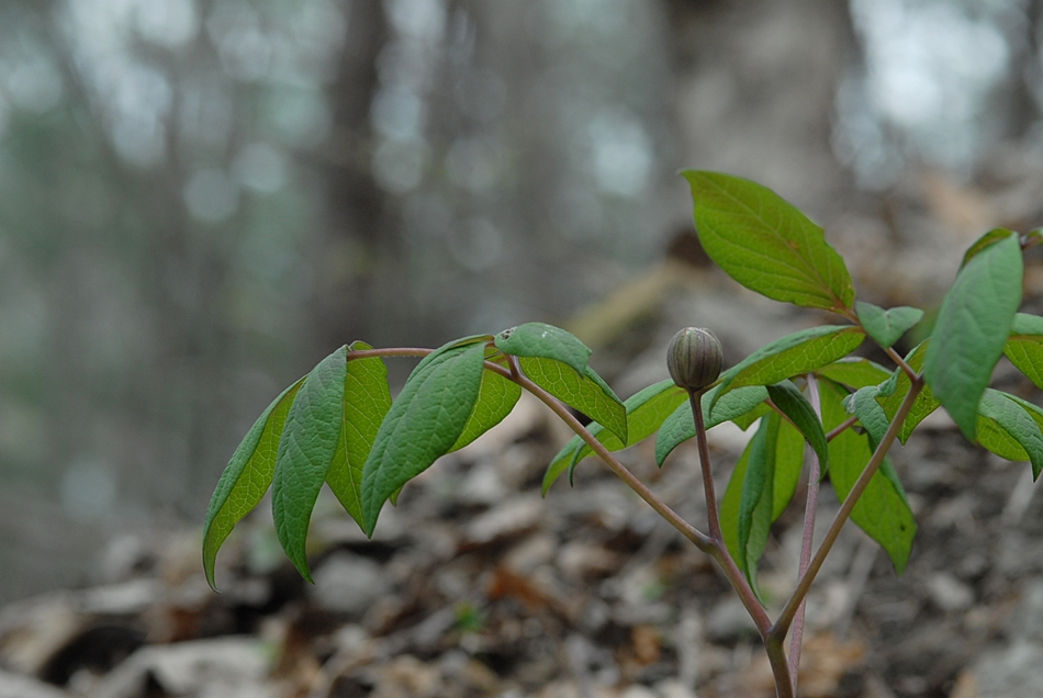 Paeonia japonica1.JPG