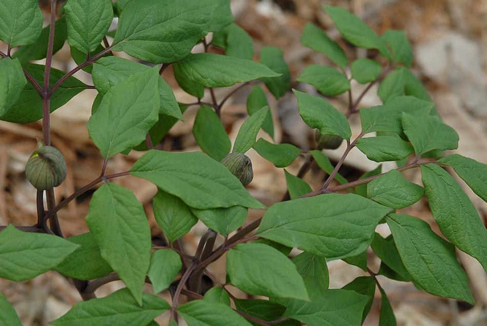 Paeonia japonica2.JPG